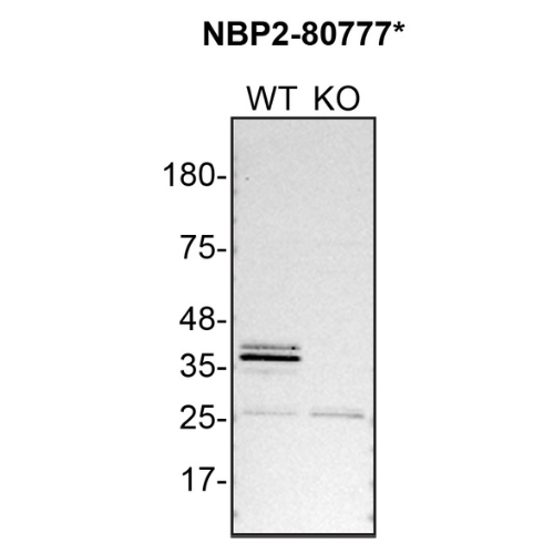 WB Image