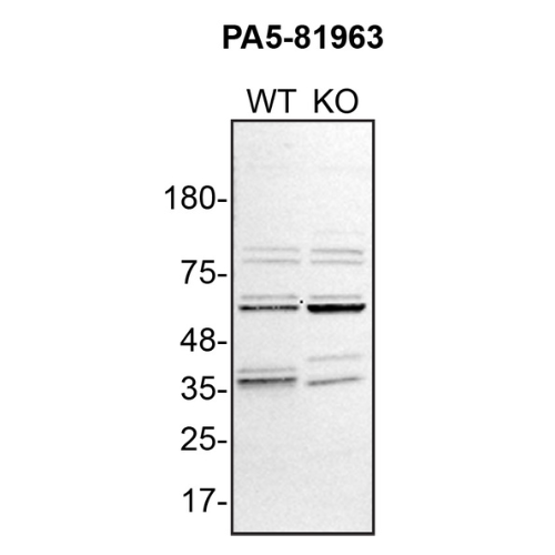 WB Image