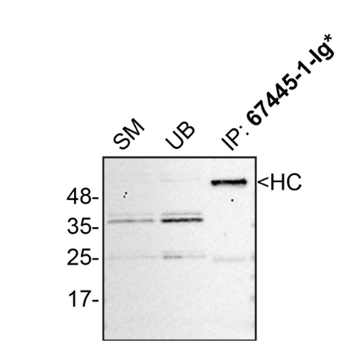 IP Image