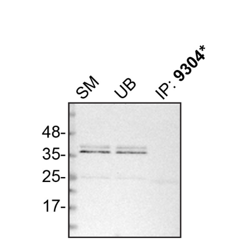 IP Image