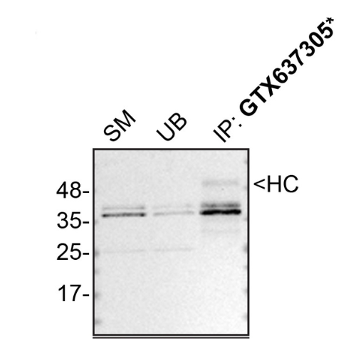 IP Image