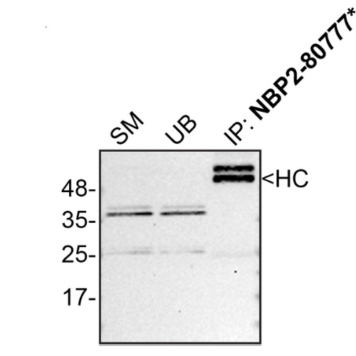 IP Image