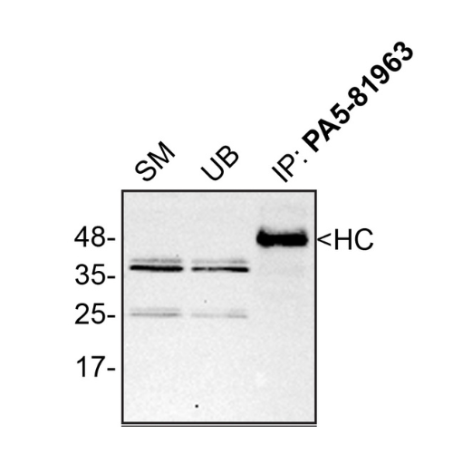 IP Image