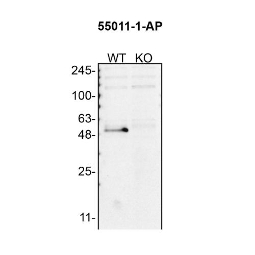 WB Image