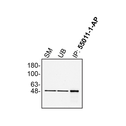 IP Image