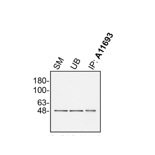 IP Image