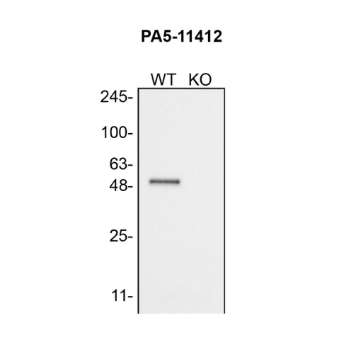 WB Image