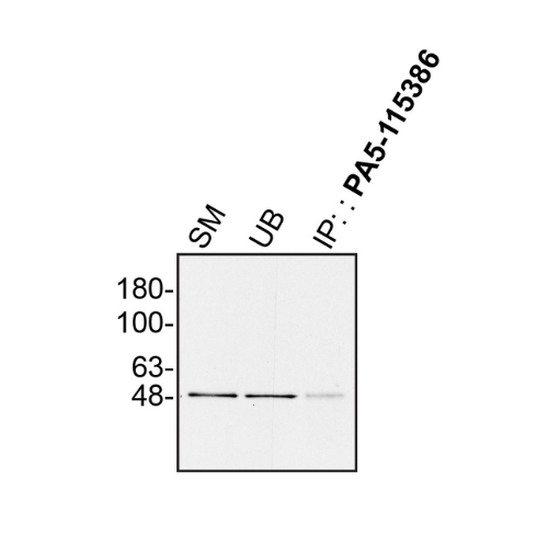 IP Image