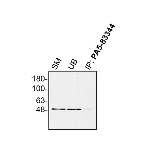 IP Image