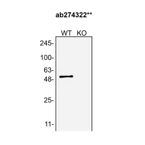WB Image