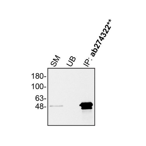 IP Image