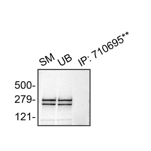 IP Image