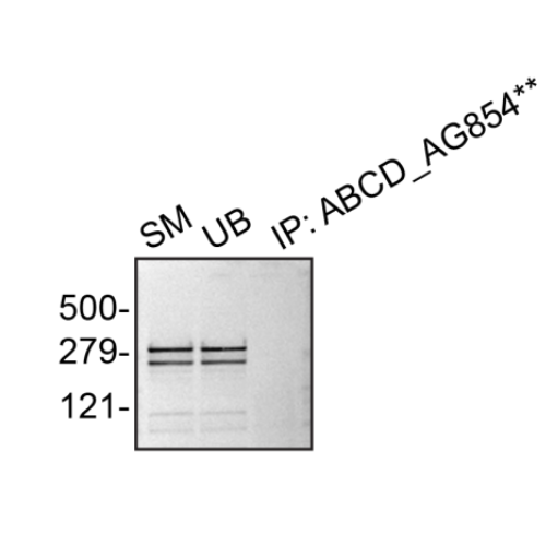IP Image