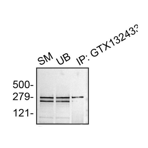 IP Image