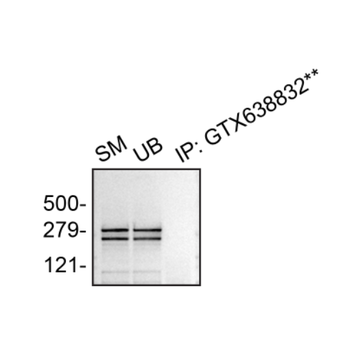 IP Image