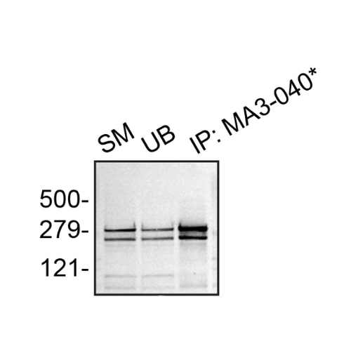 IP Image