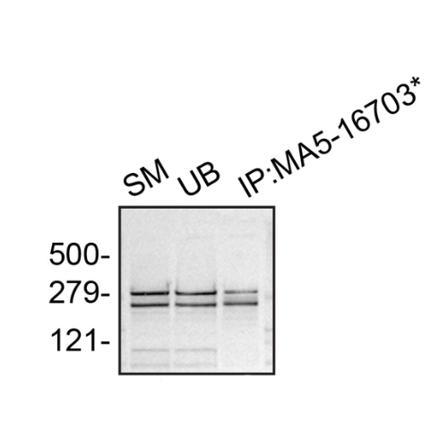 IP Image