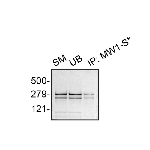 IP Image