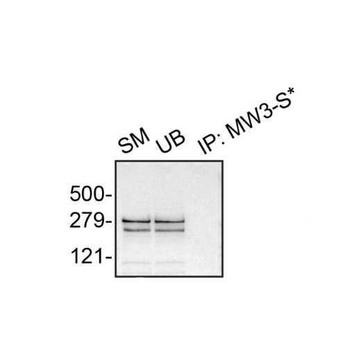 IP Image