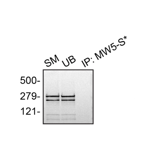 IP Image
