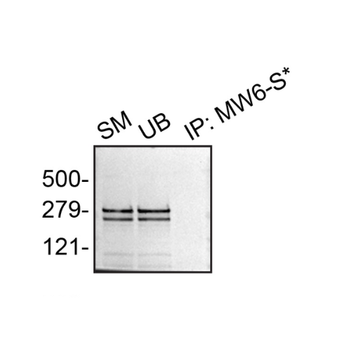 IP Image
