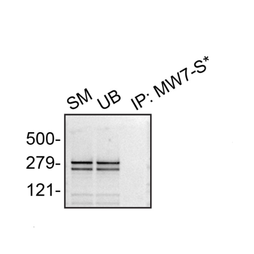 IP Image