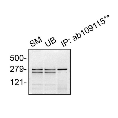 IP Image