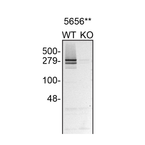 WB Image