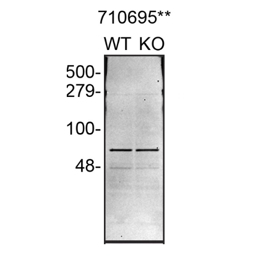 WB Image