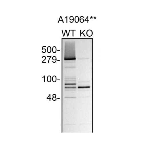 WB Image