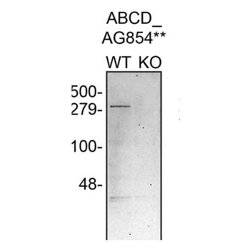 WB Image