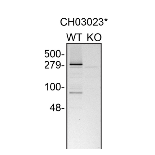 WB Image
