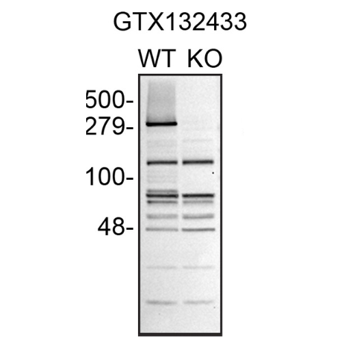 WB Image