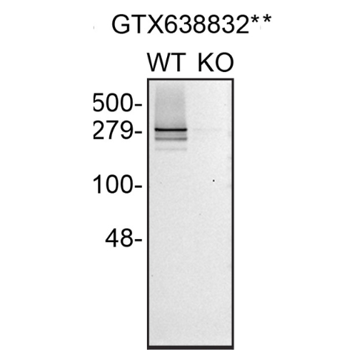 WB Image