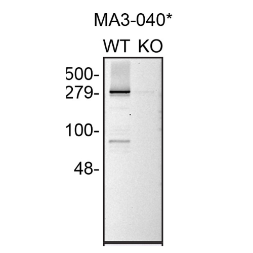 WB Image