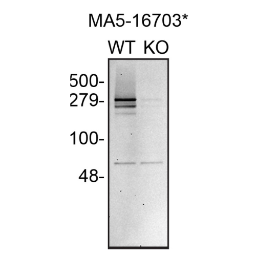 WB Image
