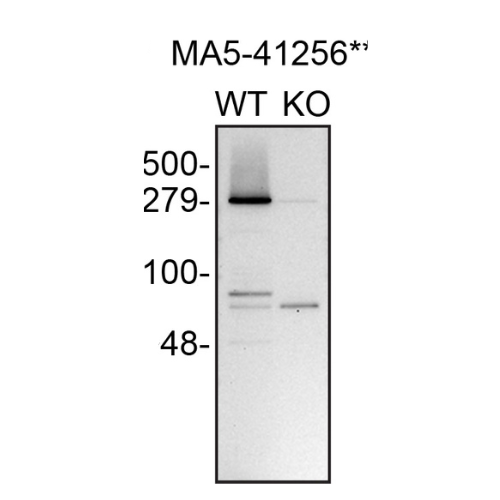 WB Image