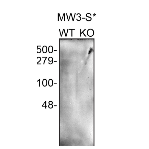 WB Image