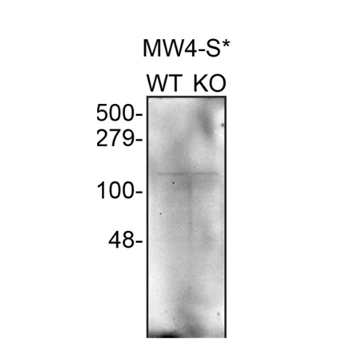 WB Image