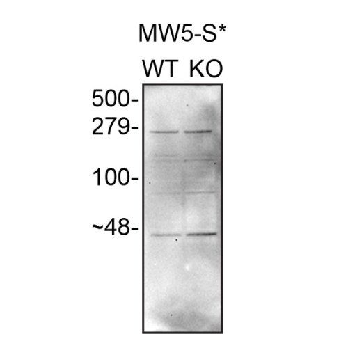 WB Image