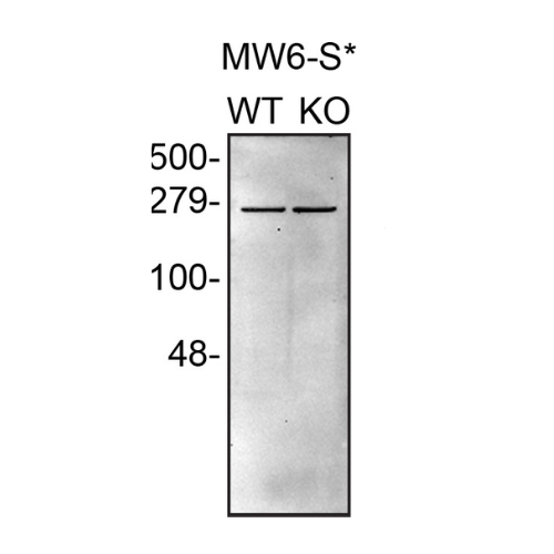 WB Image