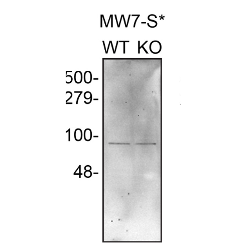 WB Image
