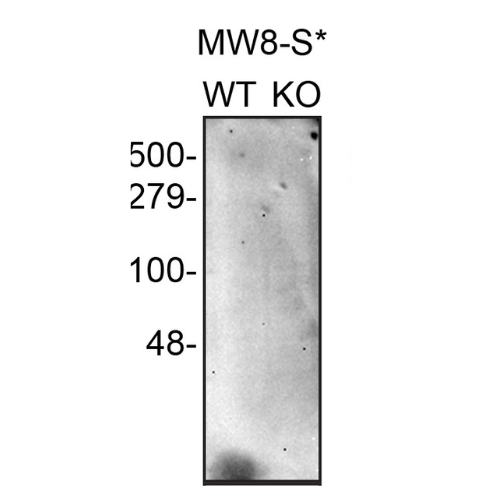 WB Image