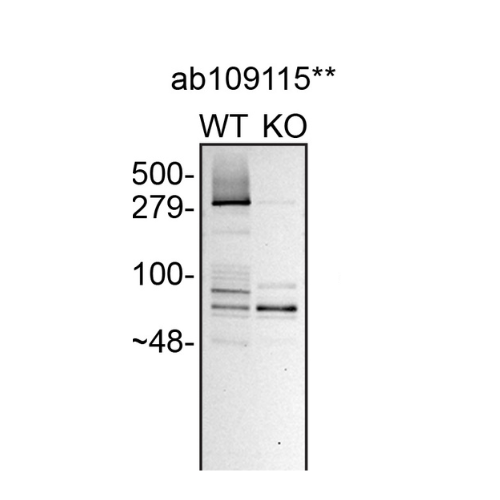 WB Image