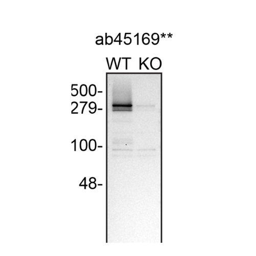 WB Image
