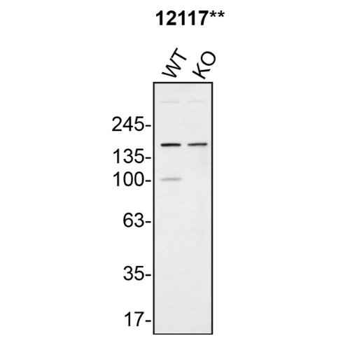 WB Image