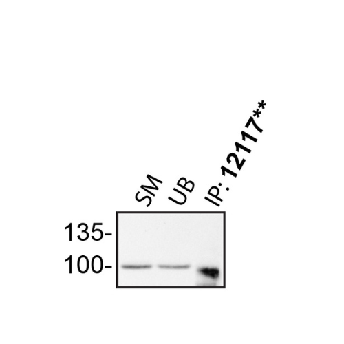 IP Image