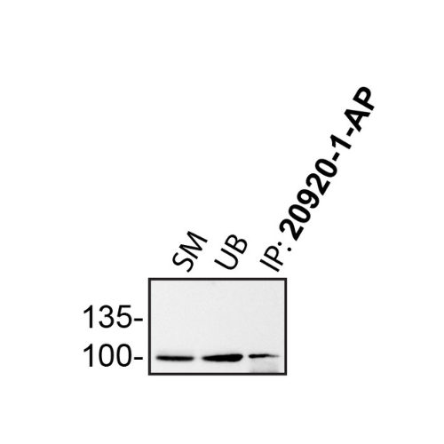 IP Image