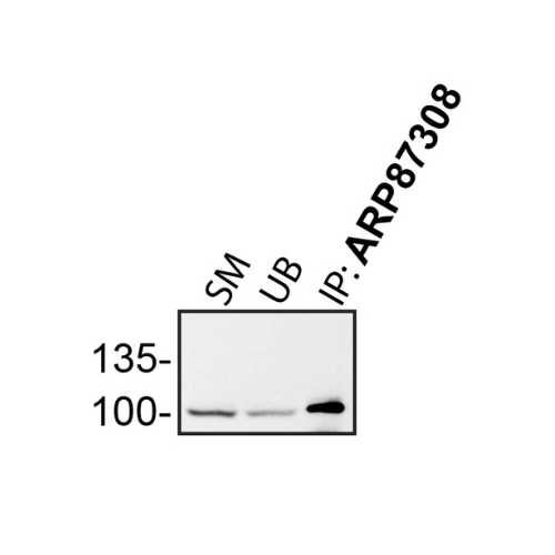 IP Image