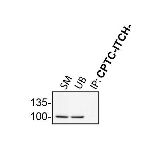 IP Image